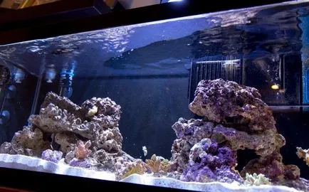 Филмът на повърхността на водата в аквариум