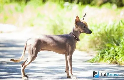 Перуански Hairless Куче здравеопазването, кученце цена