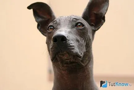 Перуански Hairless Куче здравеопазването, кученце цена