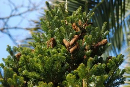 Корейска ела засаждане и грижи за вечнозелени аристократ