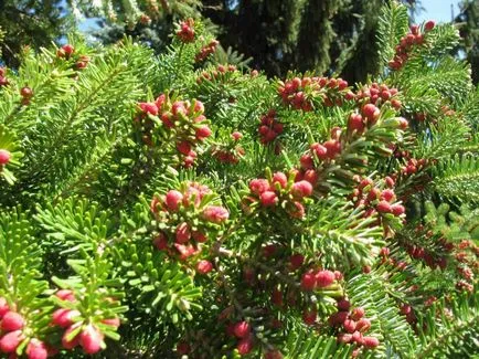 Корейска ела засаждане и грижи за вечнозелени аристократ