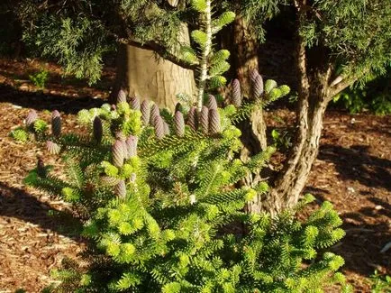 Корейска ела засаждане и грижи за вечнозелени аристократ