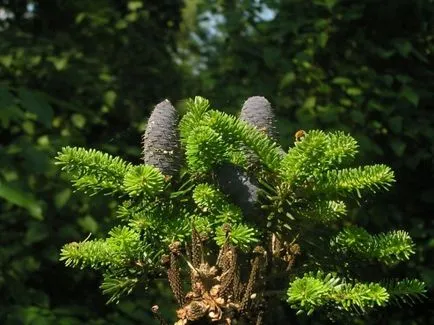 Корейска ела засаждане и грижи за вечнозелени аристократ