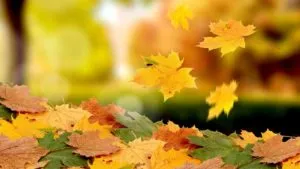 Miért vagy miért őszi levelek hullanak
