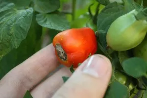 Защо очерни домати и какво да правя