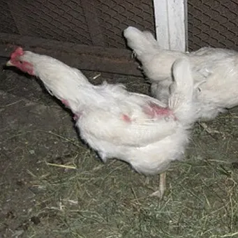 Miért csirkét toll kiesik, hogy mit és hogyan kell kezelni
