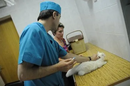 De ce proprietarii de animale de companie au fost mult mai probabil să se plângă de veterinarii - Bucuresti 24