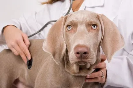 Pleurezia simptomelor câini și tratament