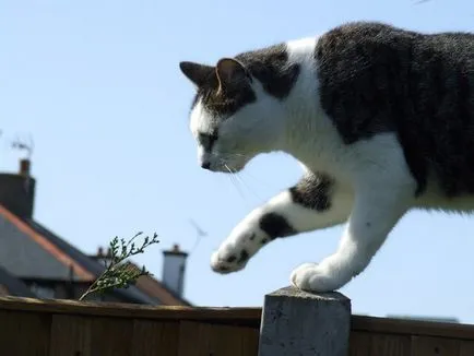 Защо котките се страхуват от краставици, един за друг