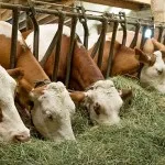 Rasa de vaci din întreaga lume, informațiile și ziarul agrar de publicitate - agroinfo