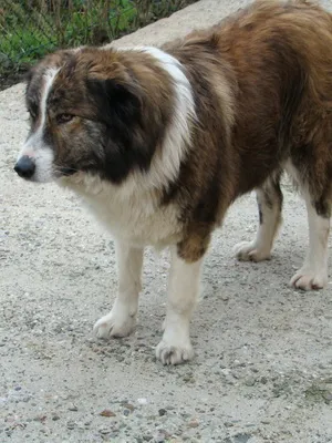 Rasa Aidi (Atlas Shepherd) câine fotografii, descriere și istorie