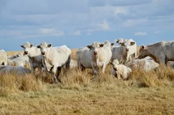 Порода крави от цял ​​свят, информация и реклама аграрна вестника - agroinfo