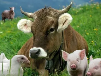 Порода крави от цял ​​свят, информация и реклама аграрна вестника - agroinfo
