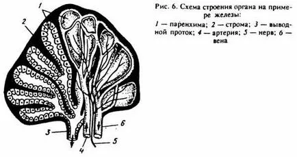 Концепцията за тяло и неговите части