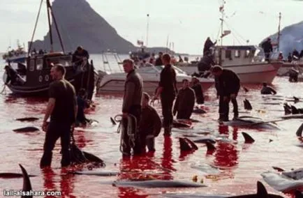 Szégyen Európában! A gyilkosság a delfinek! (16)