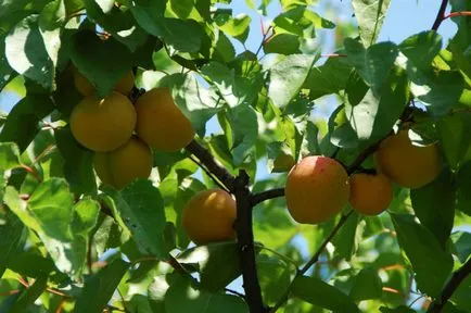 Ültetés ősszel sárgabarack a középső zónában, sadigorod