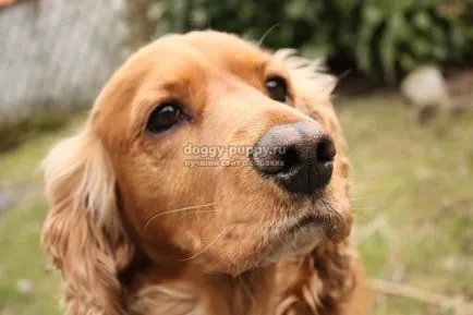 Куче порода кокер шпаньол снимки, характеристики, цена
