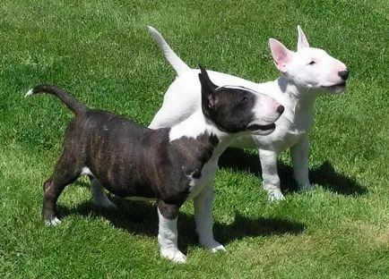 Bull Terrier Dog Breed