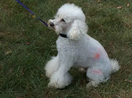 fotografii pudel Dog Breed, caracteristici, caracter - lumea animală