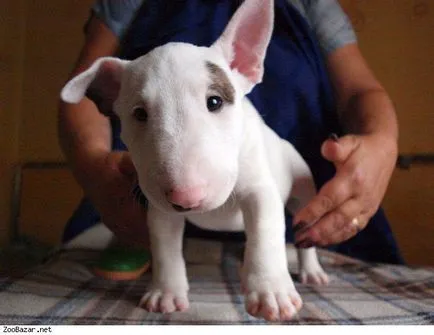 Bull Terrier Dog Breed