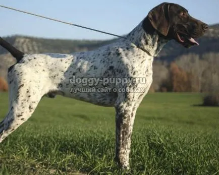 Куче порода кокер шпаньол снимки, характеристики, цена