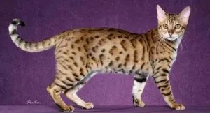 Megfelelő gondoskodás a brit Lógófülû Cat - Szfinx krysik