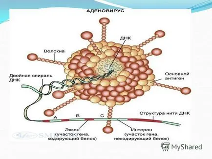 Представяне на остри респираторни вирусни инфекции Доцент Pashayeva