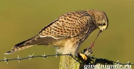 Kestrel pasăre