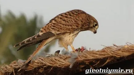 Kestrel pasăre