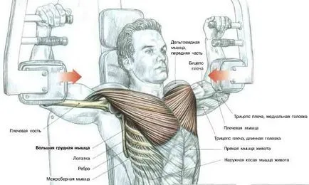 Програма в гърдите, упражнения за мускулна помпа за обучение бицепс
