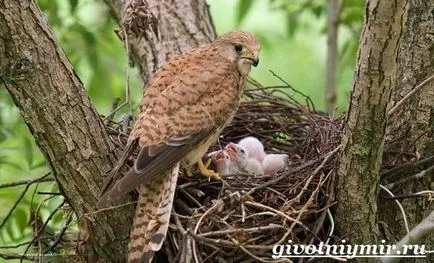 Kestrel pasăre