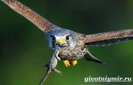 Kestrel pasăre