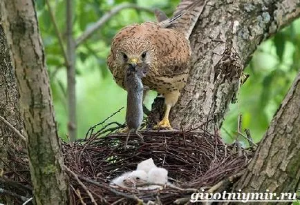 Kestrel pasăre