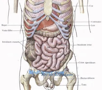 Proiecții ale organelor abdominale