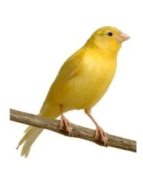 canari de reproducție