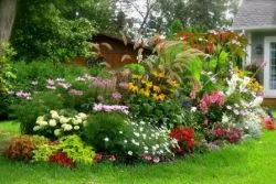 Növények napos helyeken (55 fotó) kert, leírás, videó