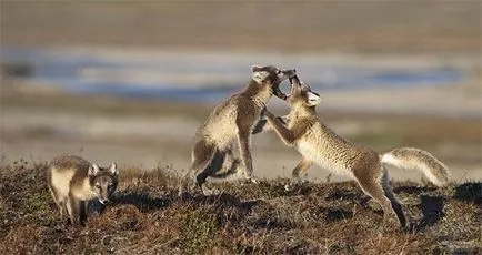 Tundra növényzet - Gyermek Encyclopedia (első kiadás)