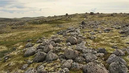 Tundra növényzet - Gyermek Encyclopedia (első kiadás)