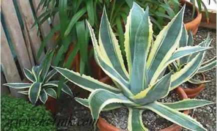 Agave de plante - specii de agave, cultivare, ingrijire, udare, transplantare