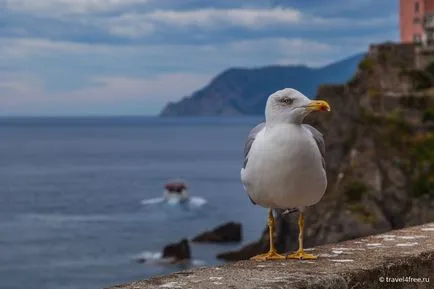 Cinci orașe fabuloase din Cinque Terre