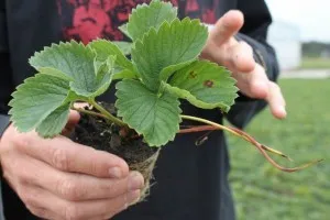 agricole netradiționale cum să crească căpșuni în saci (video) - Technopolis mâine