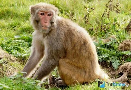 acasă Monkey întreținere, îngrijire