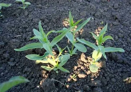 burgonya feldolgozása helyes alkalmazása herbicidek