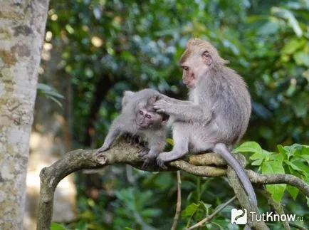 acasă Monkey întreținere, îngrijire