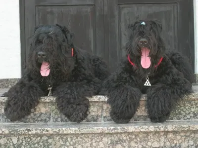 Descrierea română negru Terrier