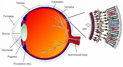 Родовете с късогледство