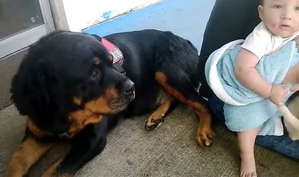 Rottweiler și copii, Rottweiler și familia pisica (foto și video)