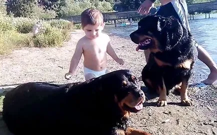 Rottweiler și copii, Rottweiler și familia pisica (foto și video)