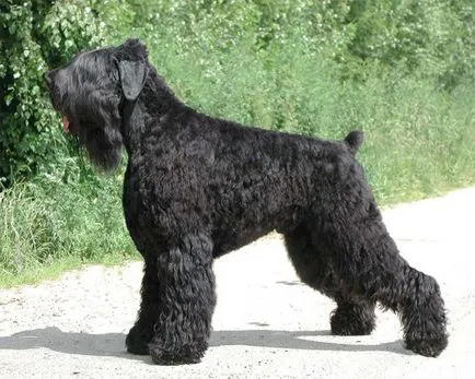Descrierea română negru Terrier