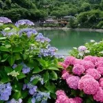 hortensie Garden (39 poze) instrucțiuni video de îngrijire cu mâinile lor, cum să se uite, vederi, fotografii